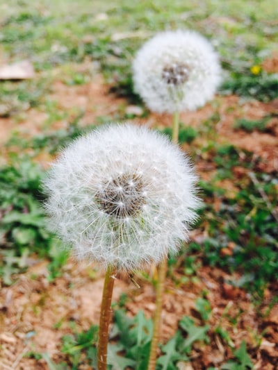 两个白色的花的照片
